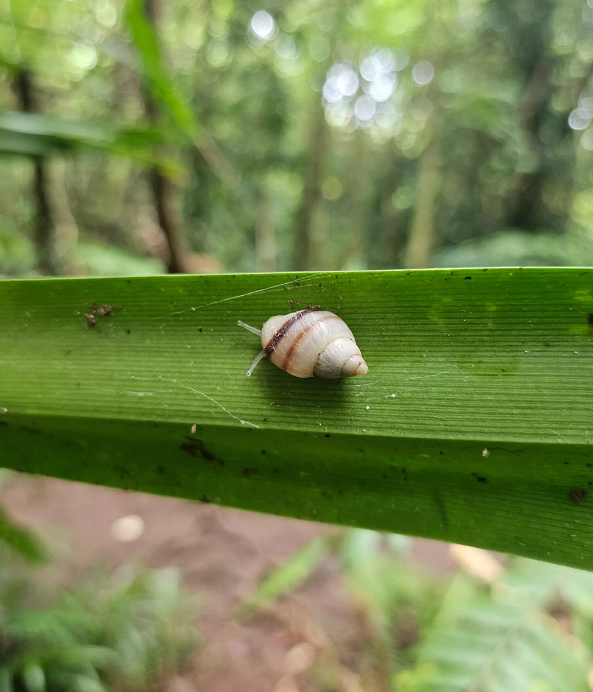 Over 6,000 ‘extinct’ snails return to the wild, with a re-established ...