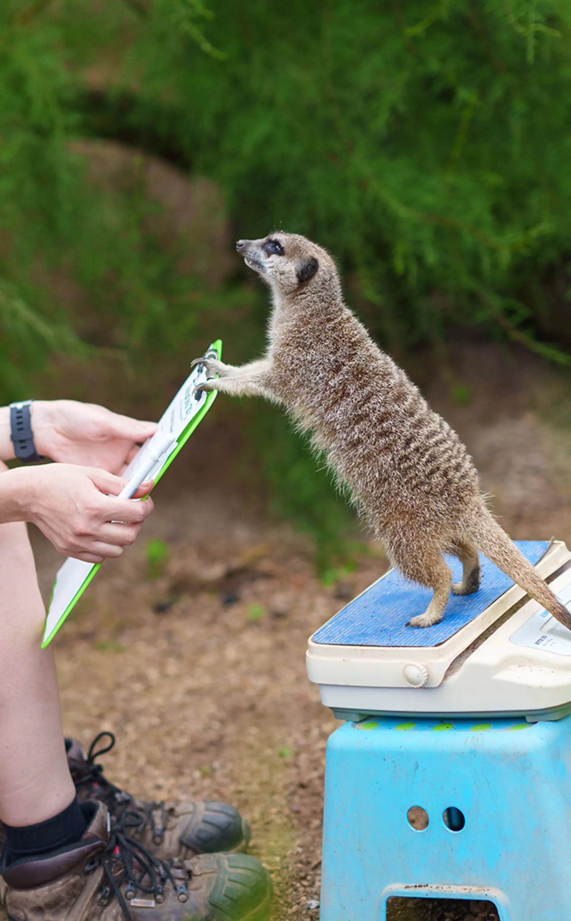 london-zoo-s-annual-weigh-in-sees-14-000-animals-step-onto-the-scales