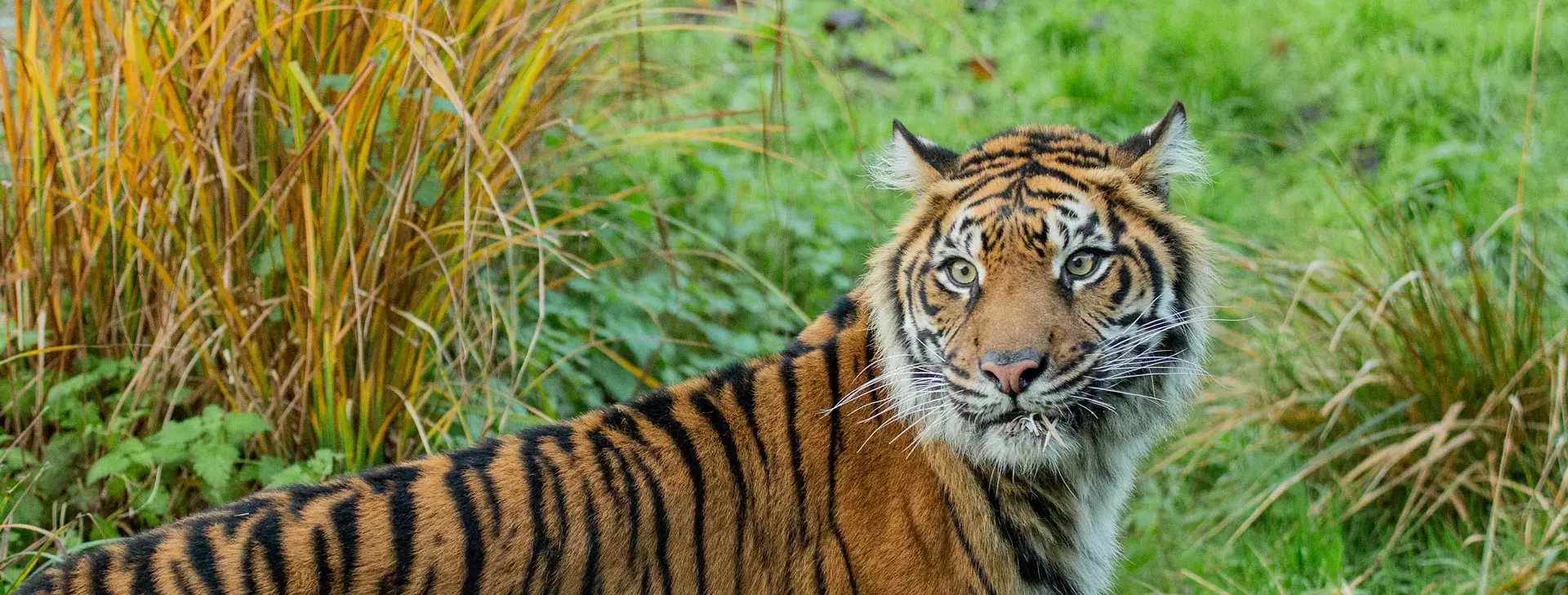 Tiger Territory | London Zoo