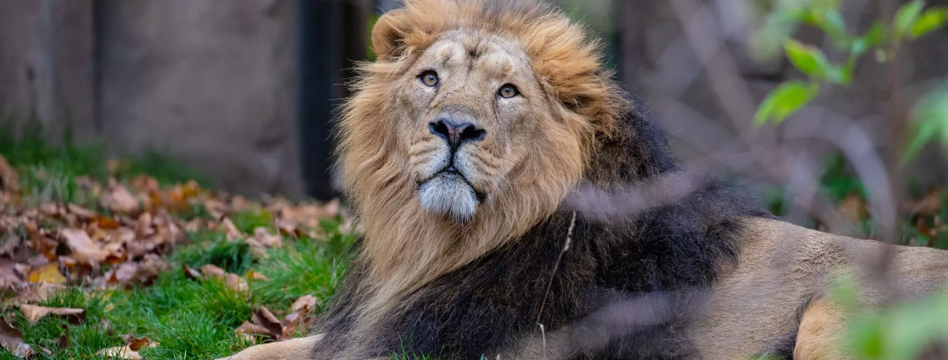 Asiatic lions | London Zoo