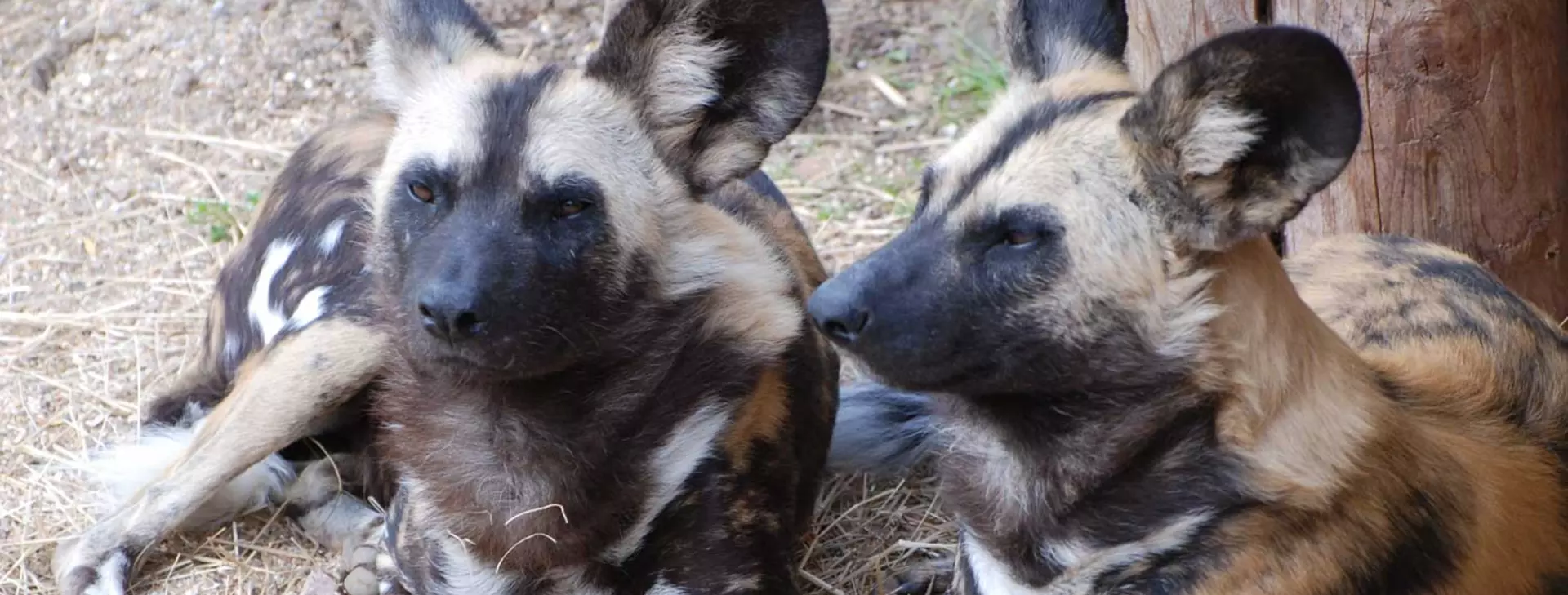 African wild dog | London Zoo