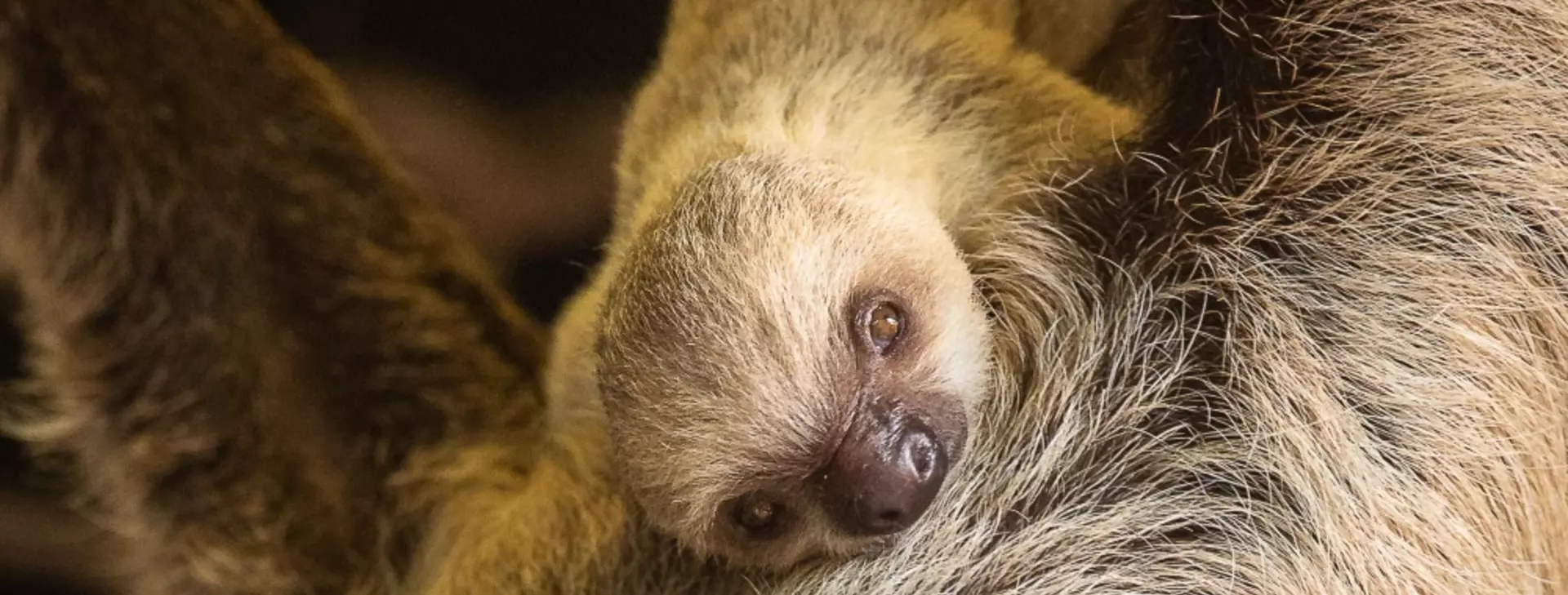 baby pygmy sloth
