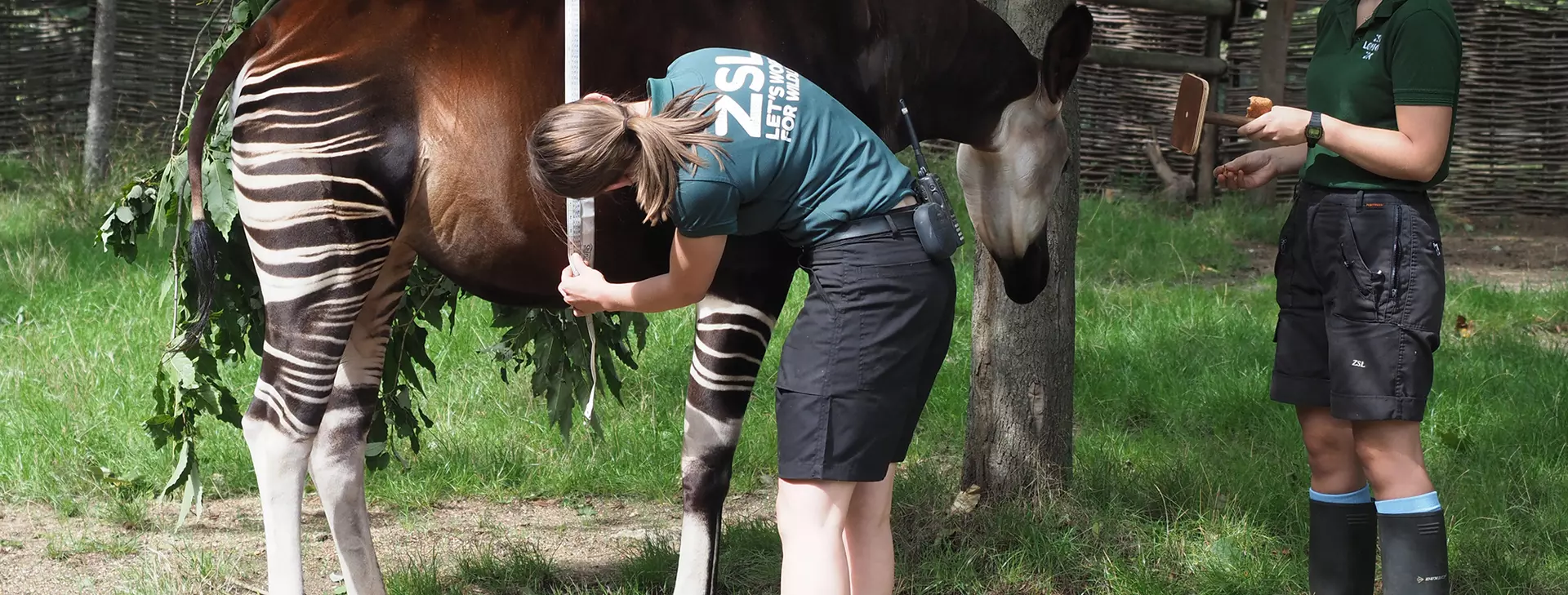 Okapi pregnancy | London Zoo