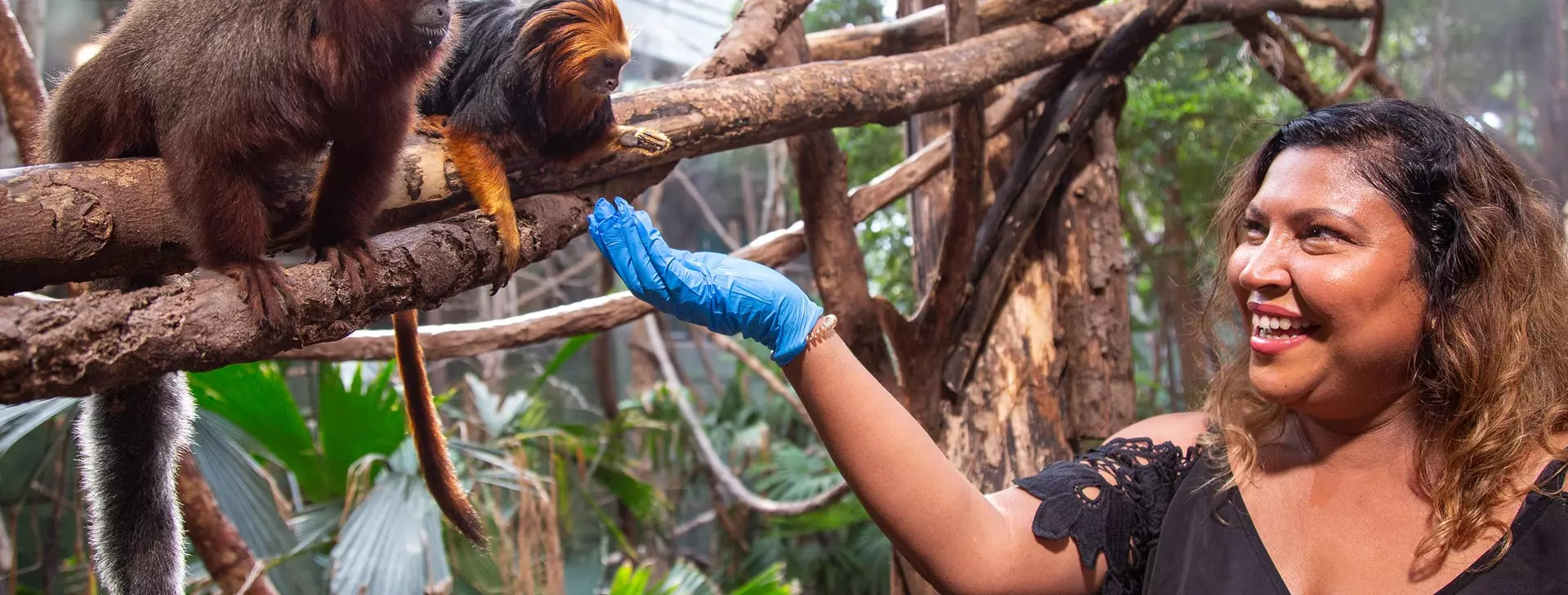 Meet the Monkeys | London Zoo