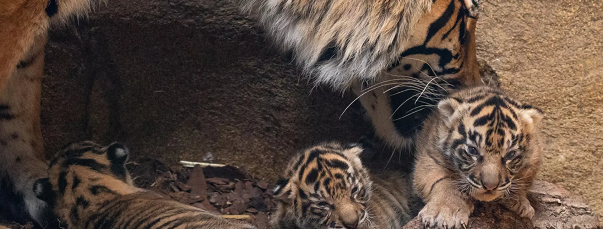 Sumatran tigers born at London Zoo