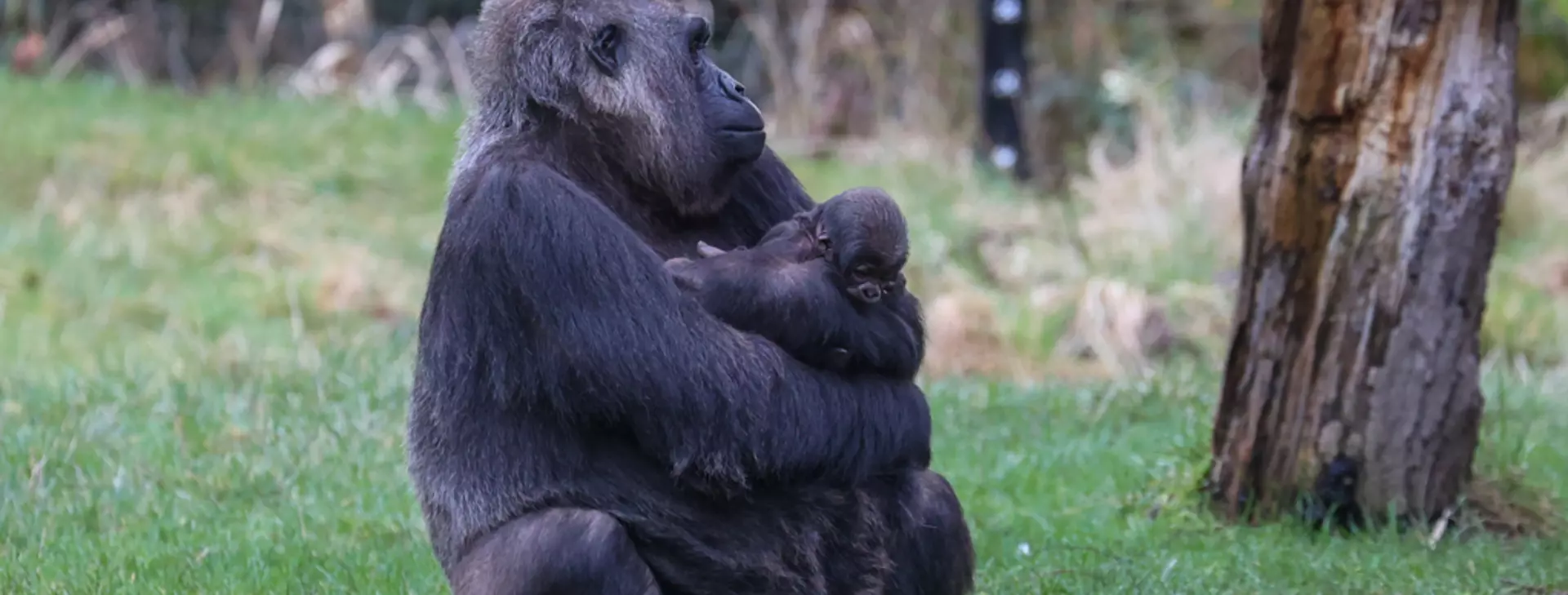 A second baby gorilla born | London Zoo