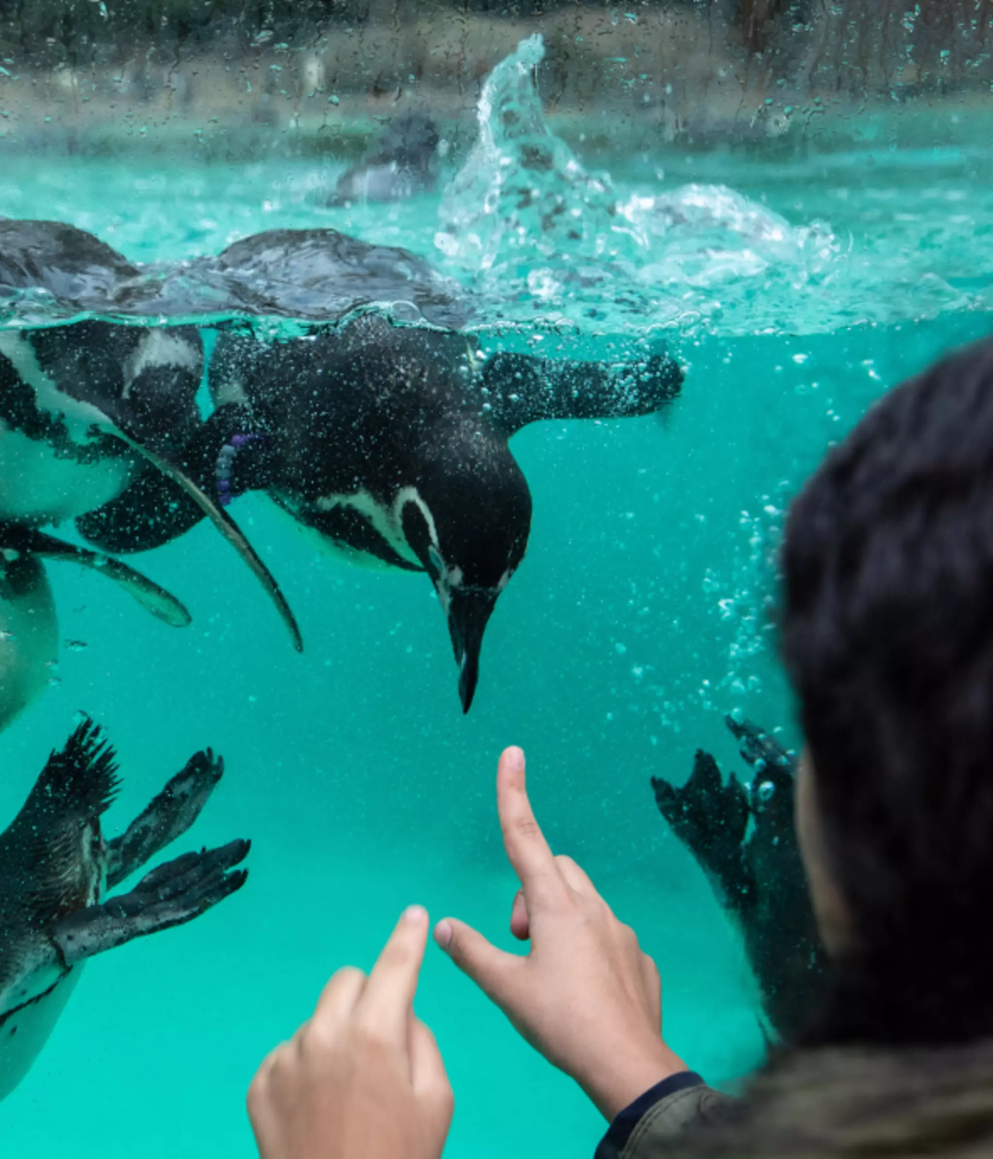 Education Access Scheme | London Zoo