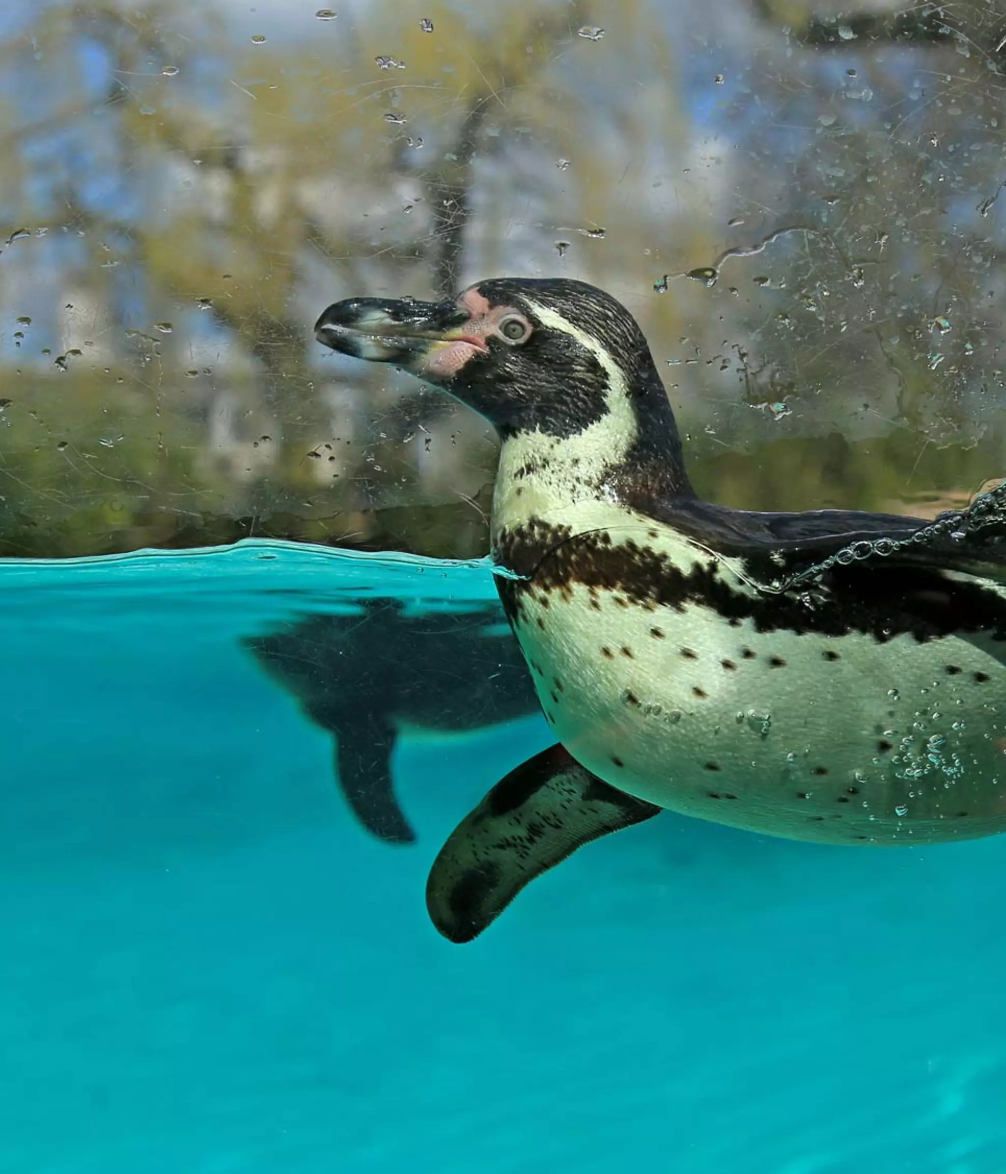 What's Here | London Zoo