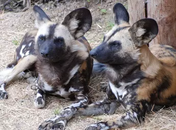 African wild dog | London Zoo