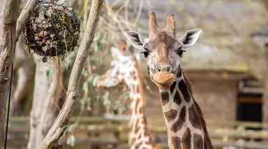A giraffe at London Zoo with a ball feeder