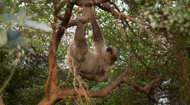 Adult sloth hanging from a tree at London Zoo 