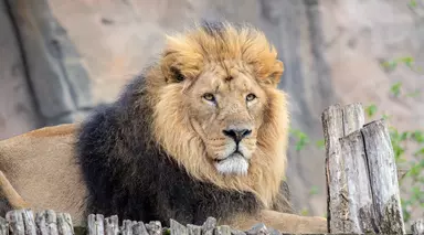 Asiatic lion Bhanu lying on his platform at London Zoo 