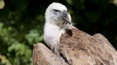 Ruppell's griffon vulture close up