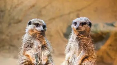 two meerkats London zoo