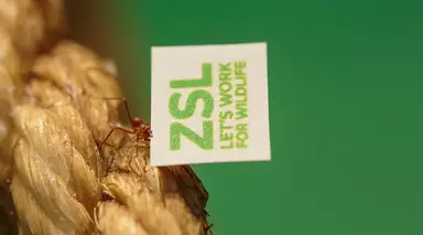 Leafcutter ant carrying piece of paper with ZSL logo