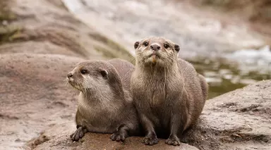 Matilda and Pip, two Asian short-clawed otters at London Zoo