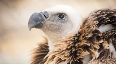 Ruppell's griffon Vulture close-up