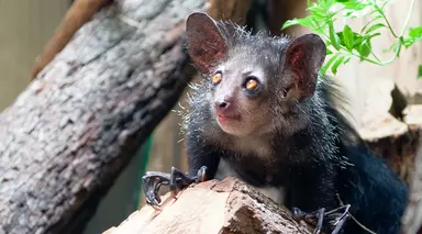 Aye-aye | London Zoo