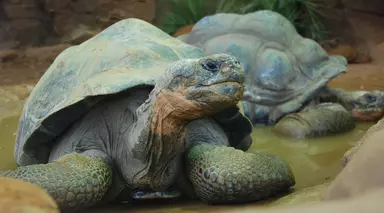 Two Galapagos tortoises at London Zoo