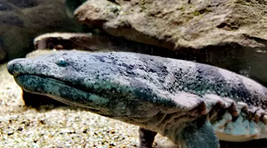 Chinese giant salamander 