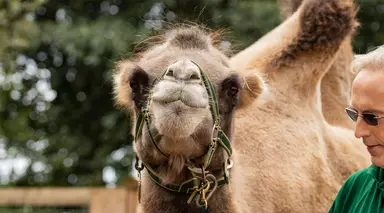 Domestic Bactrian camel Noemie at London Zoo with her harness on, ready for a walk