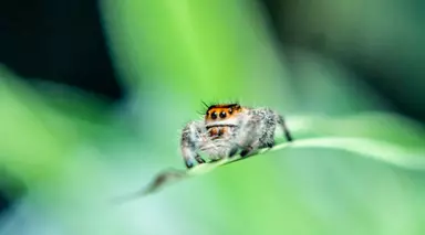 Jumping spider at London Zoo