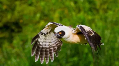 Juvenile spectacled owl flying