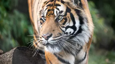 Asim the tiger at London Zoo