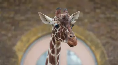 Nuru the giraffe in her new habitat at London Zoo