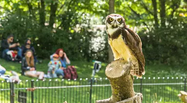 Owl on podium at London Zoo