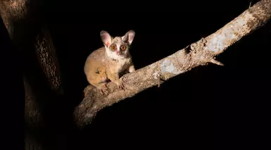 Bushbaby on a tree branch 