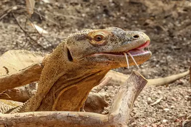 Khaleesi the Komodo Dragon in the Attenborough Komodo Dragon House