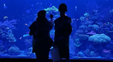 Students looking at the coral tank at London Zoo