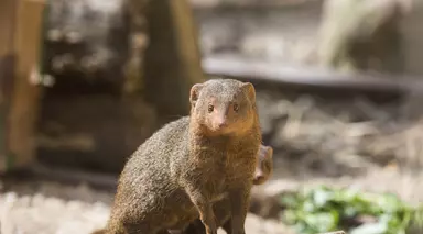 Dwarf Mongoose sat on a log