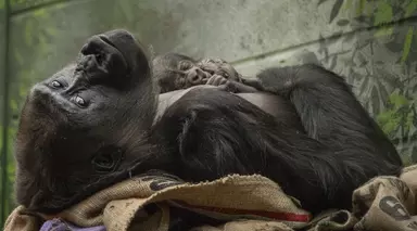 Newborn gorilla at London Zoo 