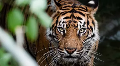 Sumatran tiger at London Zoo in the water close up shot