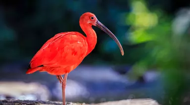 Scarlet Ibis bird, a pink wading bird from the Caribbean. 