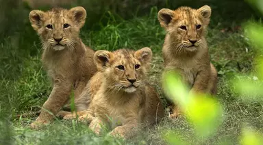 Three Asiatic lion cubs