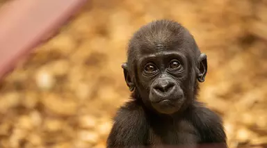 Gorilla baby at London Zoo