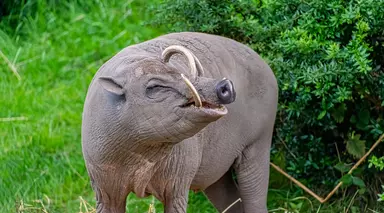 Babirusa male with tusks 