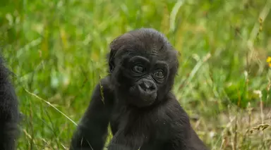 Gorilla at London Zoo, Venus