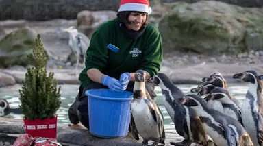 Penguins Christmas dinner at London Zoo