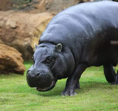 Pygmy hippo | London Zoo