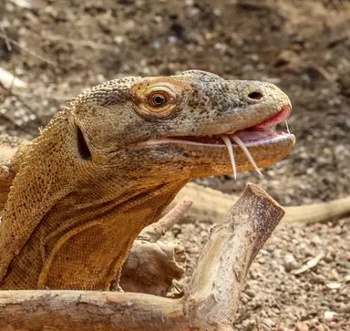 Khaleesi The Komodo Dragon Swoops Into London Zoo 