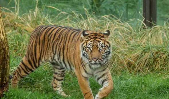 London Zoo Have Shared First Images Of Newborn Sumatran Tiger Cubs