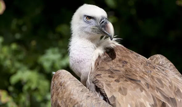 A critically endangered vulture chick hatches at London Zoo