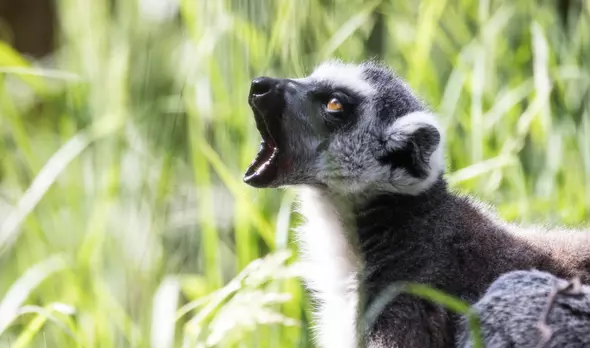 Ring-tailed lemur | London Zoo