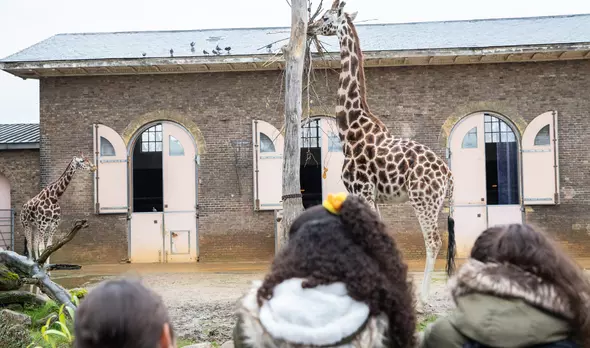 Education | London Zoo Education | London Zoo