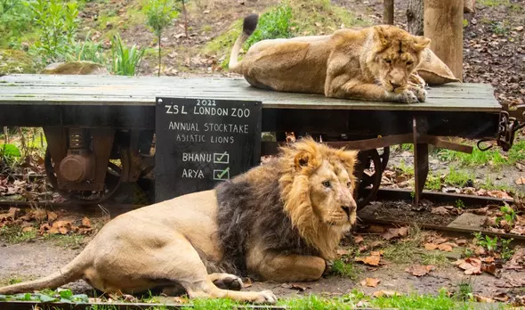 Watch: Lions annual 'Shop with a Lion'