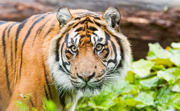 Sumatran tigers | London Zoo